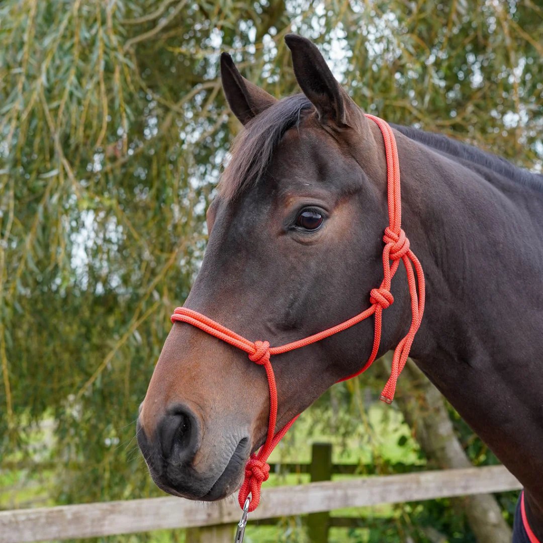 GS Equestrian: Your Ultimate Destination for Equestrian Gear and Apparel
